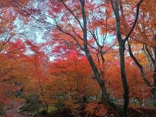 晴れた日の京都の紅葉