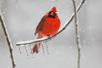 Northern Cardinal in the winter