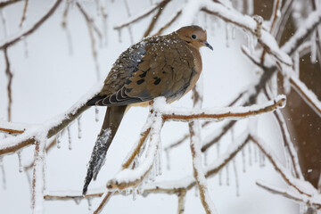 Mourning dove with icy tail feathers