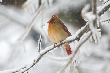 Female Northern Cardinal in the winter
