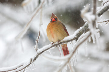 Northern Cardinal in the winter