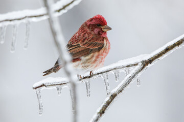 Purple finch in snow