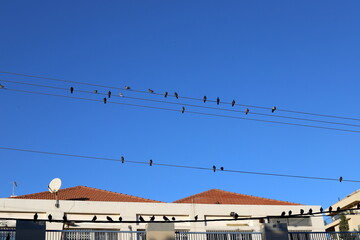 Electrical wires that carry high voltage current.