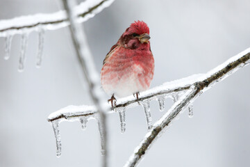 Purple finch on icy branch