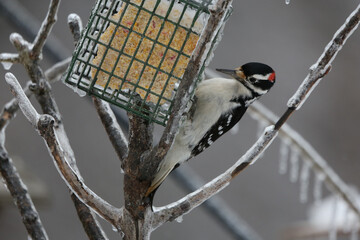 Hairy woodpecker at feeder