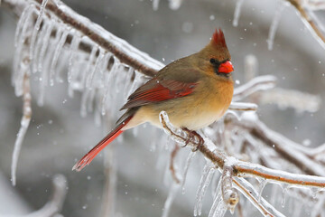 Northern Cardinal in the winter
