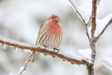 House finch in winter