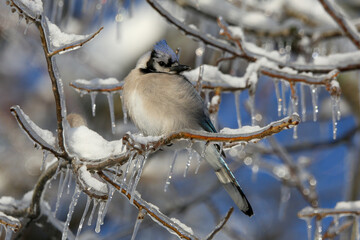 Bluejay in snow