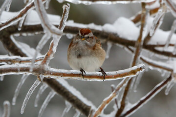 Sparrow in snow