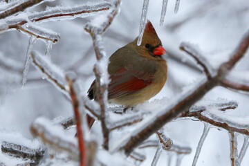 Northern Cardinal in the winter