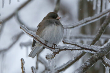 Junco in snow