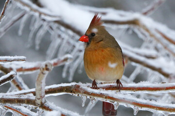 Northern Cardinal in the winter