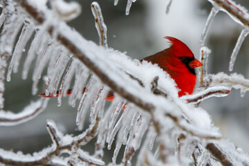Northern Cardinal in the winter