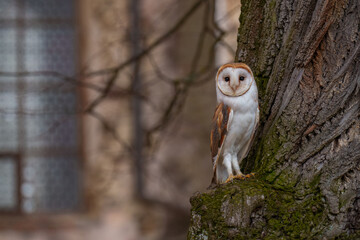 The barn owls (Tyto species, particularly Tyto alba) are the most widely distributed group of owls in the world. They are medium-sized owls with large heads.