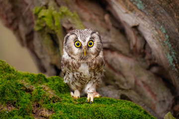 Boreal owl (Aegolius funereus), Small, chunky owl with a large, flat-topped head. Note extensive white spotting and gray face framed in black.