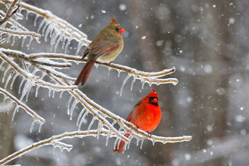Northern Cardinals in the winter