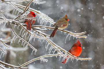 Northern Cardinals in the winter