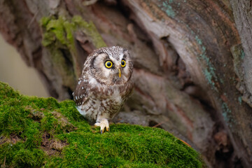 Boreal owl (Aegolius funereus), Small, chunky owl with a large, flat-topped head. Note extensive white spotting and gray face framed in black.