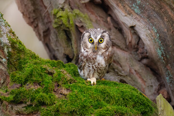 Boreal owl (Aegolius funereus), Small, chunky owl with a large, flat-topped head. Note extensive white spotting and gray face framed in black.