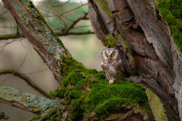 Boreal owl (Aegolius funereus), Small, chunky owl with a large, flat-topped head. Note extensive white spotting and gray face framed in black.