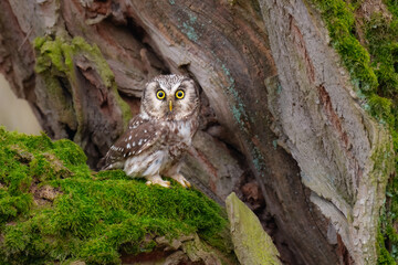 Boreal owl (Aegolius funereus), Small, chunky owl with a large, flat-topped head. Note extensive white spotting and gray face framed in black.