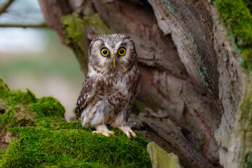 Boreal owl (Aegolius funereus), Small, chunky owl with a large, flat-topped head. Note extensive white spotting and gray face framed in black.