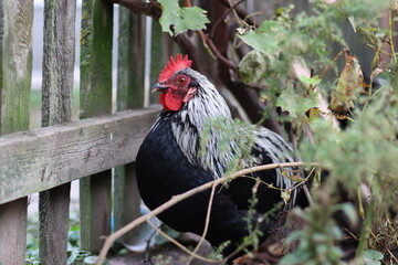 Chickens on a rural farm. Agriculture. Poultry breeding. Breeding chickens.