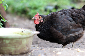 Chickens on a rural farm. Agriculture. Poultry breeding. Breeding chickens.