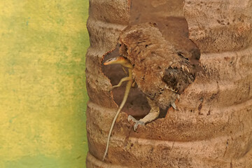 A Javan scops owl preying on a common sun skink. This nocturnal bird has the scientific name Otus...