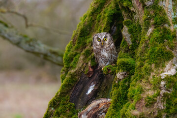Boreal owl (Aegolius funereus), Small, chunky owl with a large, flat-topped head. Note extensive white spotting and gray face framed in black.