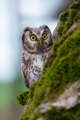 Boreal owl (Aegolius funereus), Small, chunky owl with a large, flat-topped head. Note extensive...