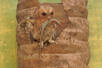 A Javan scops owl preying on a common sun skink. This nocturnal bird has the scientific name Otus...