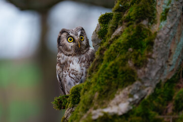 Boreal owl (Aegolius funereus), Small, chunky owl with a large, flat-topped head. Note extensive white spotting and gray face framed in black.
