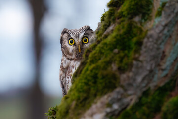 Boreal owl (Aegolius funereus), Small, chunky owl with a large, flat-topped head. Note extensive white spotting and gray face framed in black.