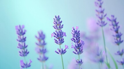 Naklejka premium Lavender blooms reach towards a pastel mint background in a tranquil outdoor setting during the golden hour