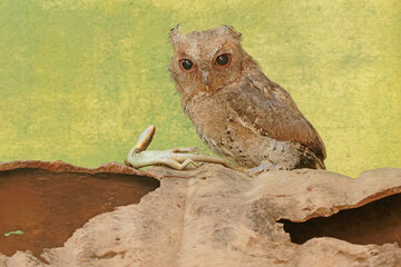 A Javan scops owl preying on a common sun skink. This nocturnal bird has the scientific name Otus...