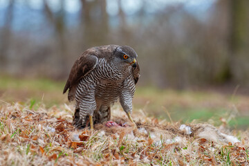 Eurasian Goshawk Astur gentilis, (Accipiter gentilis) caught its prey in a autumn forest. Portrait of a bird of pray in the nature habitat.
