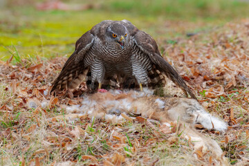Eurasian Goshawk Astur gentilis, (Accipiter gentilis) caught its prey in a autumn forest. Portrait of a bird of pray in the nature habitat.
