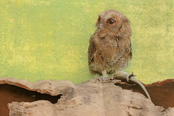 A Javan scops owl preying on a common sun skink. This nocturnal bird has the scientific name Otus...