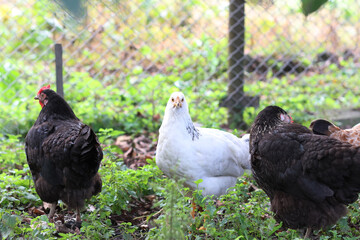 Chickens on a rural farm. Agriculture. Poultry breeding. Breeding chickens.