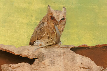 A Javan scops owl preying on a common sun skink. This nocturnal bird has the scientific name Otus lempiji.