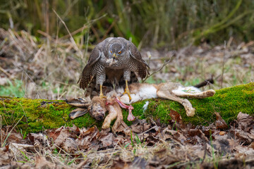 Eurasian Goshawk Astur gentilis, (Accipiter gentilis) caught its prey in a autumn forest. Portrait of a bird of pray in the nature habitat.
