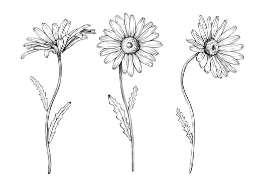 A set of blooming wildflower daisy. Hand drawn vector illustration. Contour drawing. Sketch painted by black inks. Black line on white isolated background. For clip art greeting card logo package