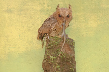 A Javan scops owl preying on a common sun skink. This nocturnal bird has the scientific name Otus...