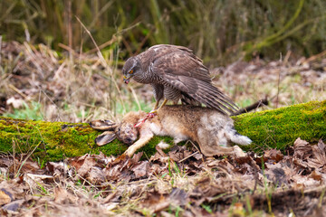 Eurasian Goshawk Astur gentilis, (Accipiter gentilis) caught its prey in a autumn forest. Portrait of a bird of pray in the nature habitat.
