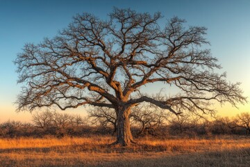 Obraz premium Majestic Live Oak Tree at Sunset: A Serene Landscape