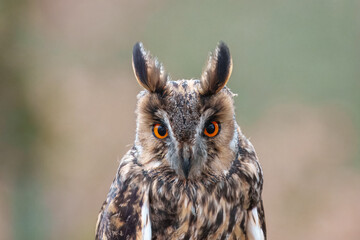 Long-eared Owl, Asio otus, Medium-sized, rather slender owl with long 