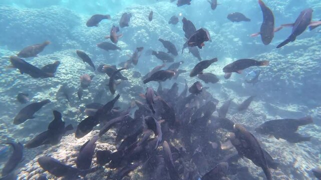 Beautiful reef and parrotfish while swimming at Dimaniyat Island, Muscat, Oman
