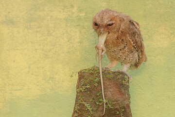 A Javan scops owl preying on a common sun skink. This nocturnal bird has the scientific name Otus...