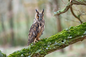 Long-eared Owl, Asio otus, Medium-sized, rather slender owl with long 